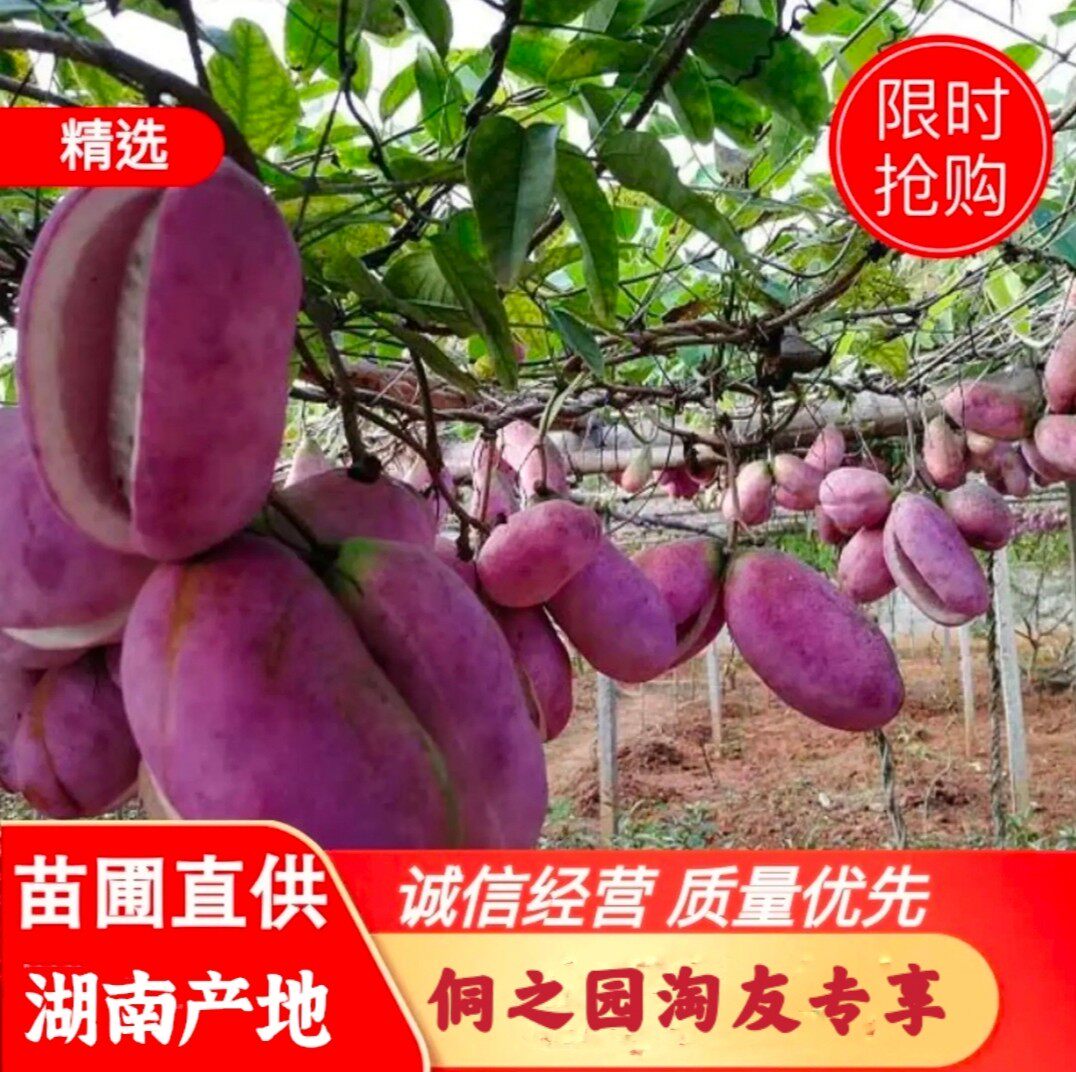 九月瓜树苗八月炸野果水果苗牛卵坨中华肾果八月瓜苗阳台庭院栽种