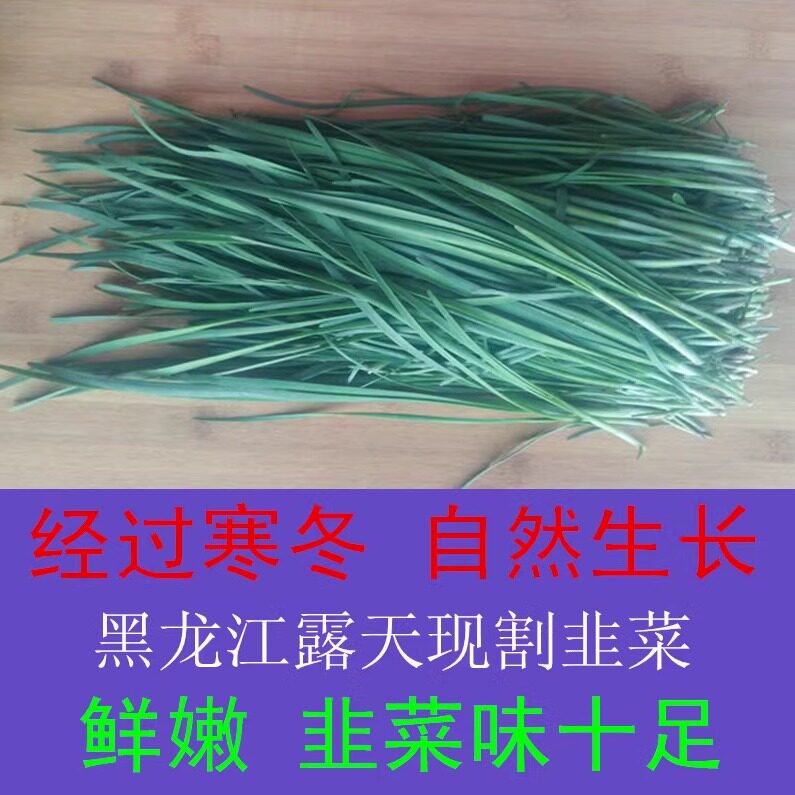 东北黑龙江农家新鲜韭菜鲜嫩头刀自家种小园露天现割 顺丰包邮