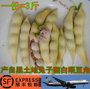 东北鼓豆角新鲜兔子翻白眼豆角嘎嘎面黑龙江黄豆角一份3斤顺丰