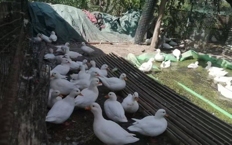 白条鸭活体宠物鸭活物家养鸭子活物宠物鸭活物宠物鸭活物宠物鸭