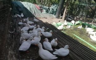 白条鸭活体宠物鸭活物家养鸭子活物宠物鸭活物宠物鸭活物宠物鸭