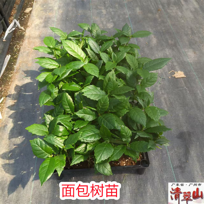 面包树苗 室内盆栽花卉绿植庭院观叶观果树 四季常青净化空气美观