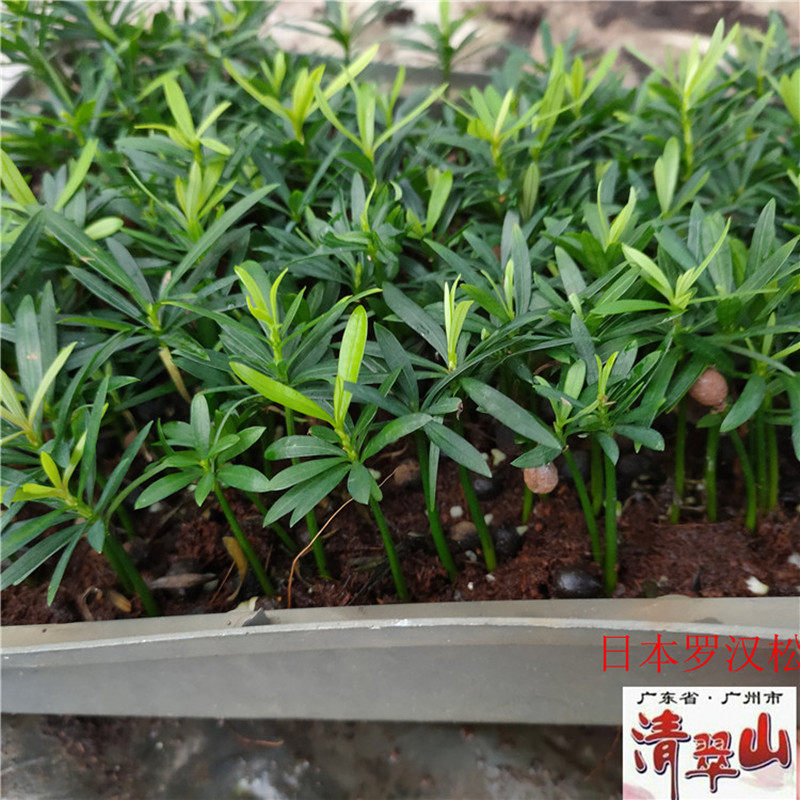 罗汉松观叶绿植窗台净化空气美观