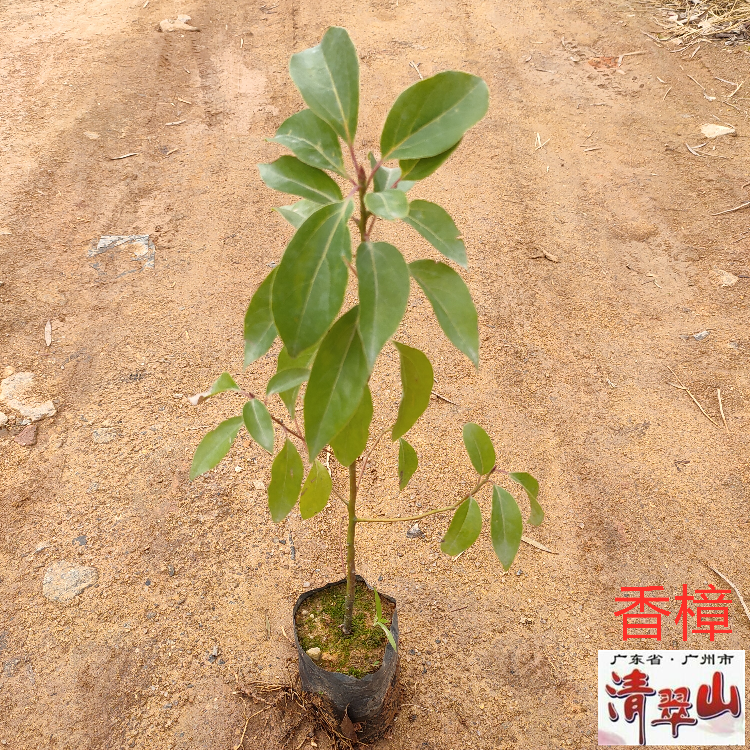 香樟苗庭院道路景观四季常青观叶植物户外景观树净化空气美观好养