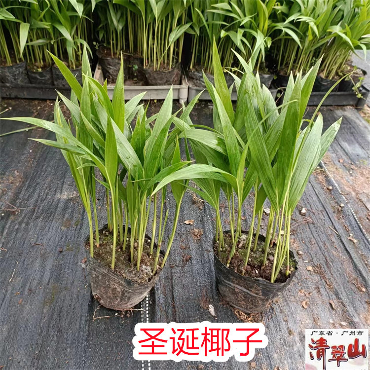 圣诞椰子苗 庭院园林绿化树 室内观叶盆栽花卉绿植 净化空气美观