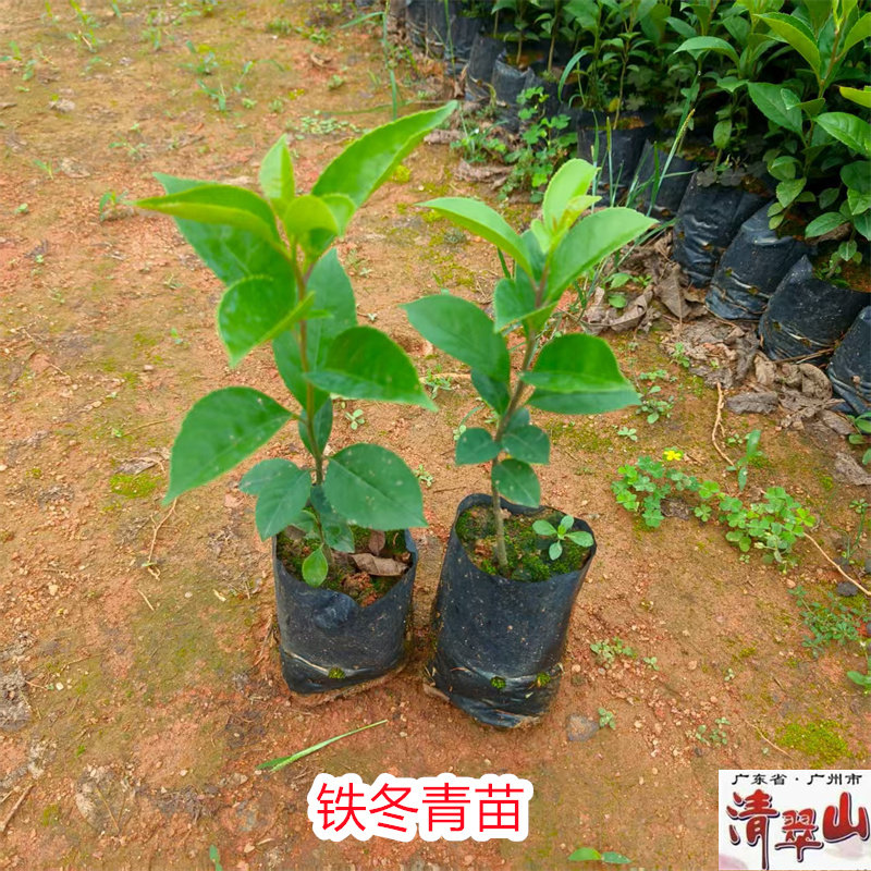 铁冬青苗白银香万紫千红 庭院园林绿化树苗观叶绿植 净化空气美观