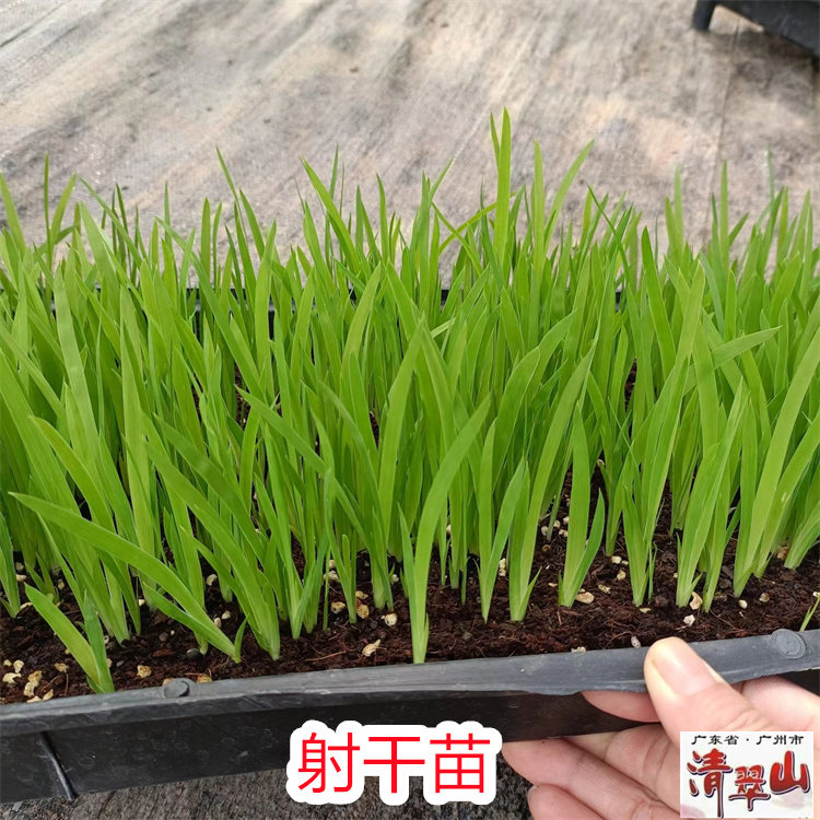 射干苗 射干 庭院园林绿化地被绿植花境花坛插花素材净化空气美观