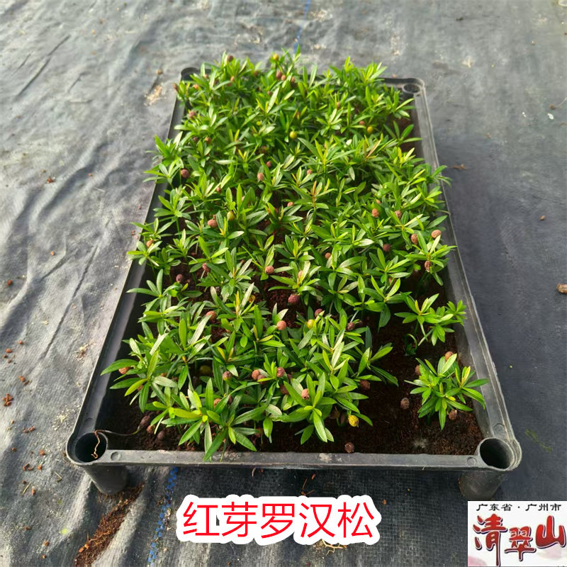 红芽罗汉松苗海岛罗汉松庭院盆栽桌面绿植