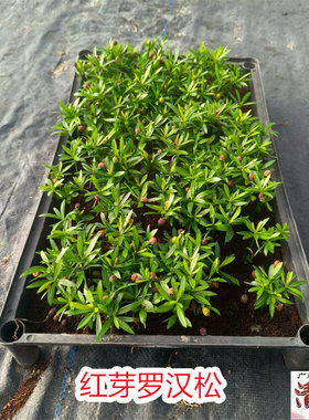 红芽罗汉松苗海岛罗汉松庭院盆栽观叶绿植微景观造型四季常青美观
