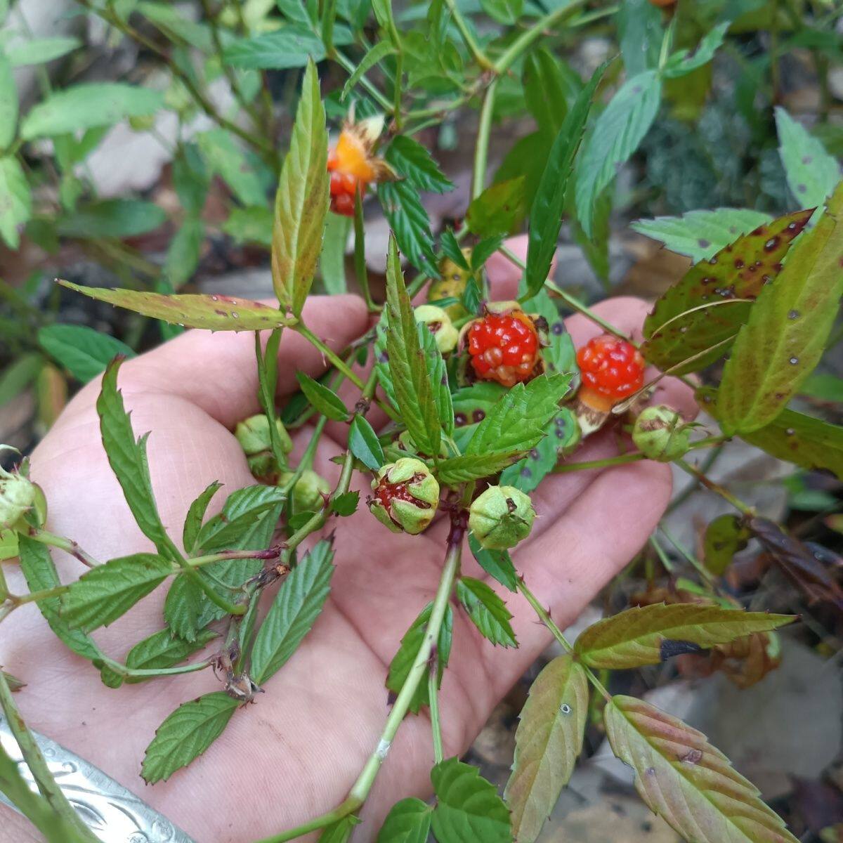 云南倒钩刺凉茶自然纯生态新鲜现采根茎叶清热解毒止咳化痰，消炎