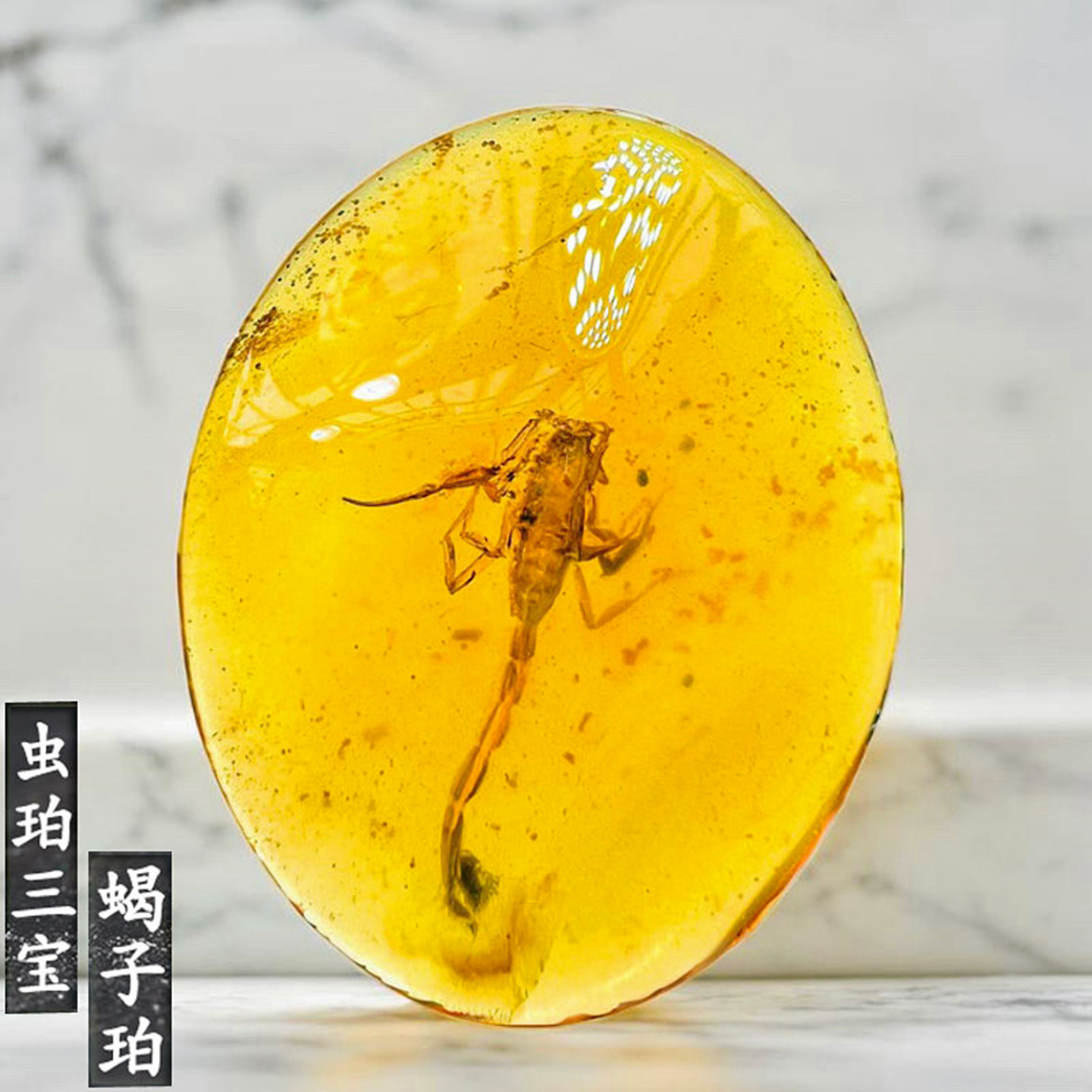 虫珀三宝蝎子琥珀原矿纯天然化石