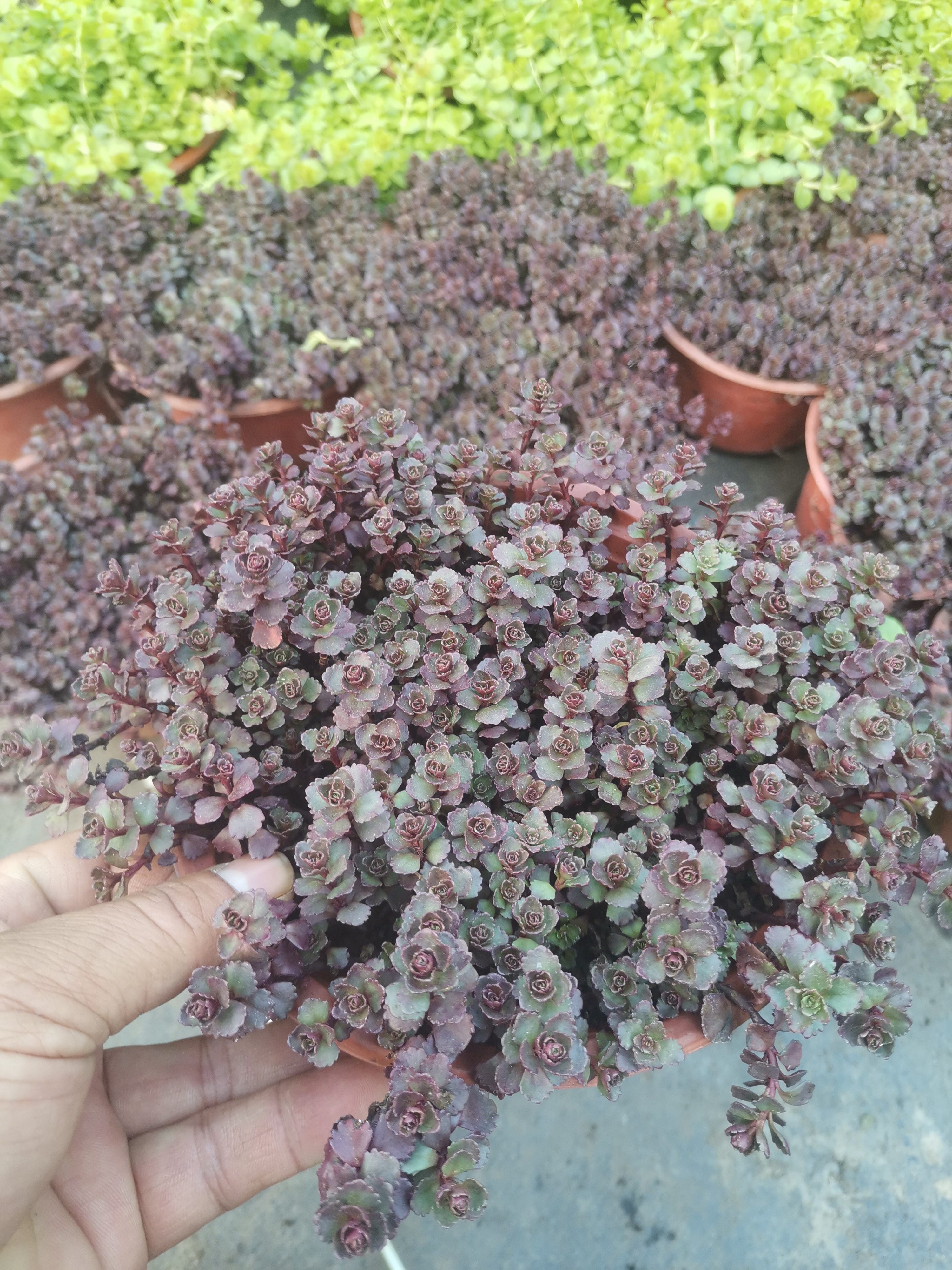胭脂红景天小球玫瑰景天盆栽苗阳台庭院花境耐寒红叶地被多肉植物