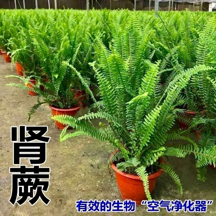 肾蕨盆栽垂吊驱蚊绿植物办公室内好养四季常青净化空气除甲醛