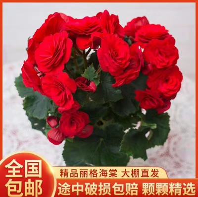 丽格海棠重瓣带花苞室内盆栽
