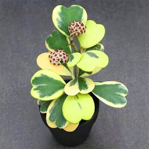 心叶球兰锦爱心球兰爬藤植物室内盆栽绿植情人花心型垂吊爬藤植物