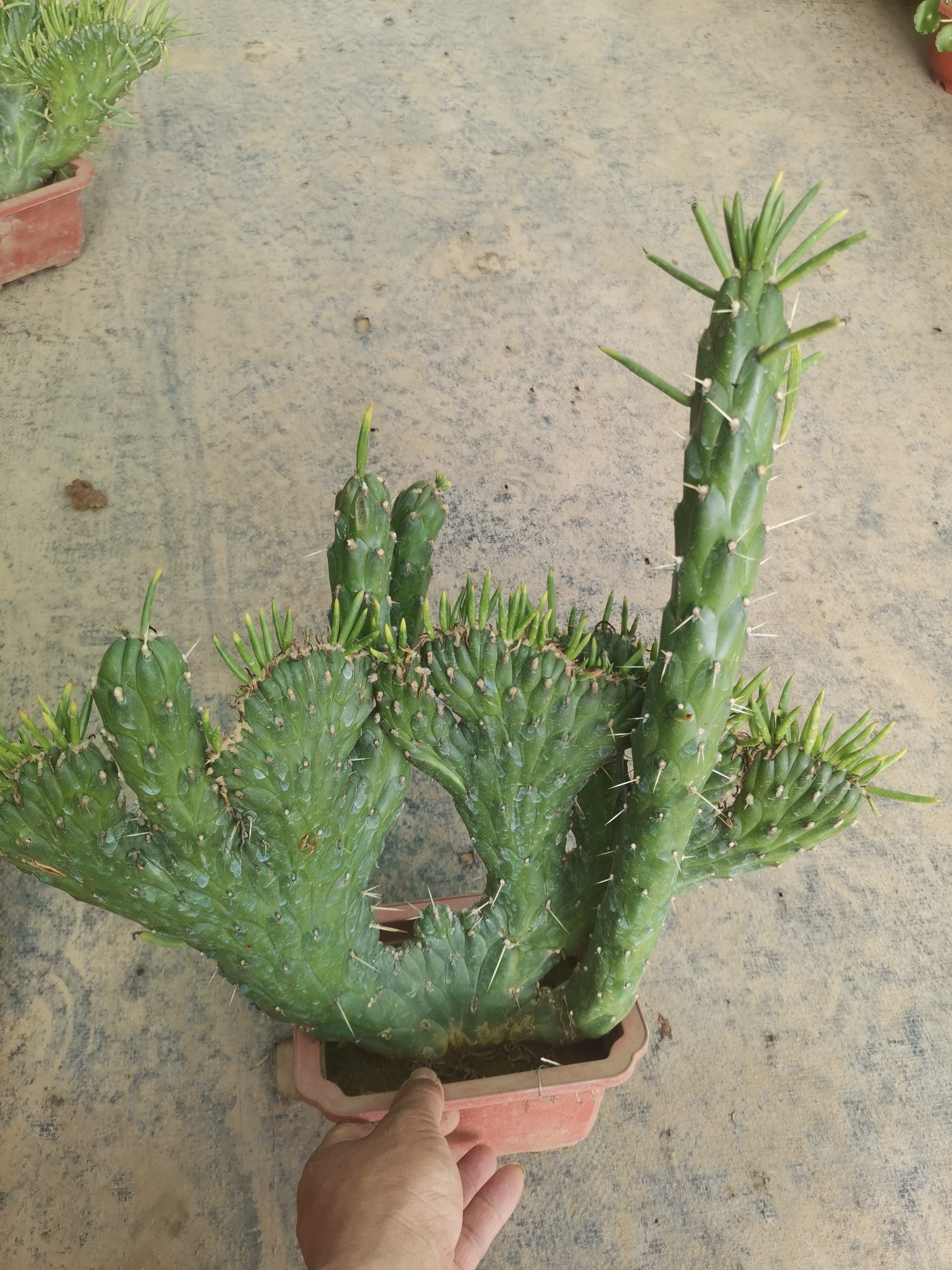 将军柱仙人掌盆栽植物室内镇宅阳台绿植花卉仙人掌类旺财多肉植物