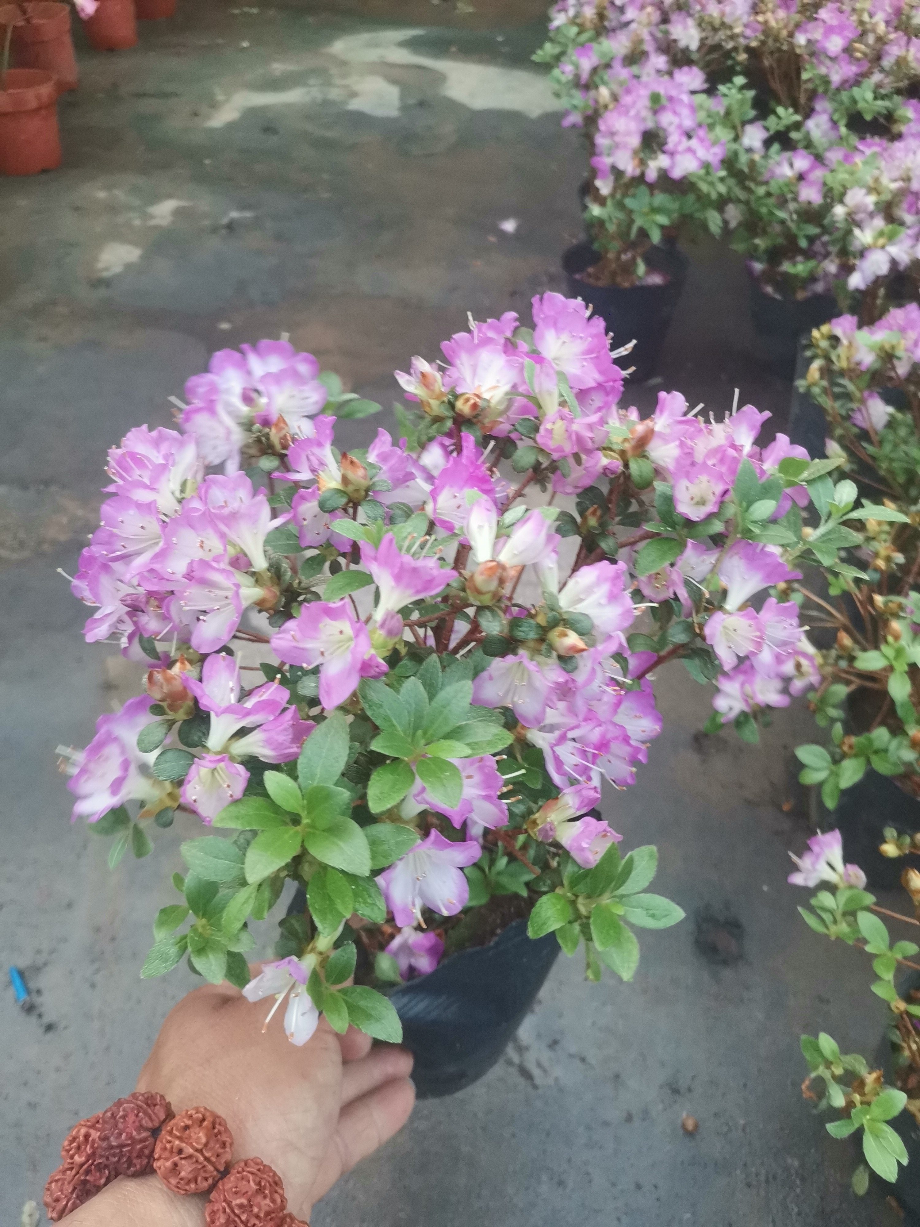 深山满月杜鹃花盆栽植物初冠雪紫色杜鹃花室内带花好养的观花植物
