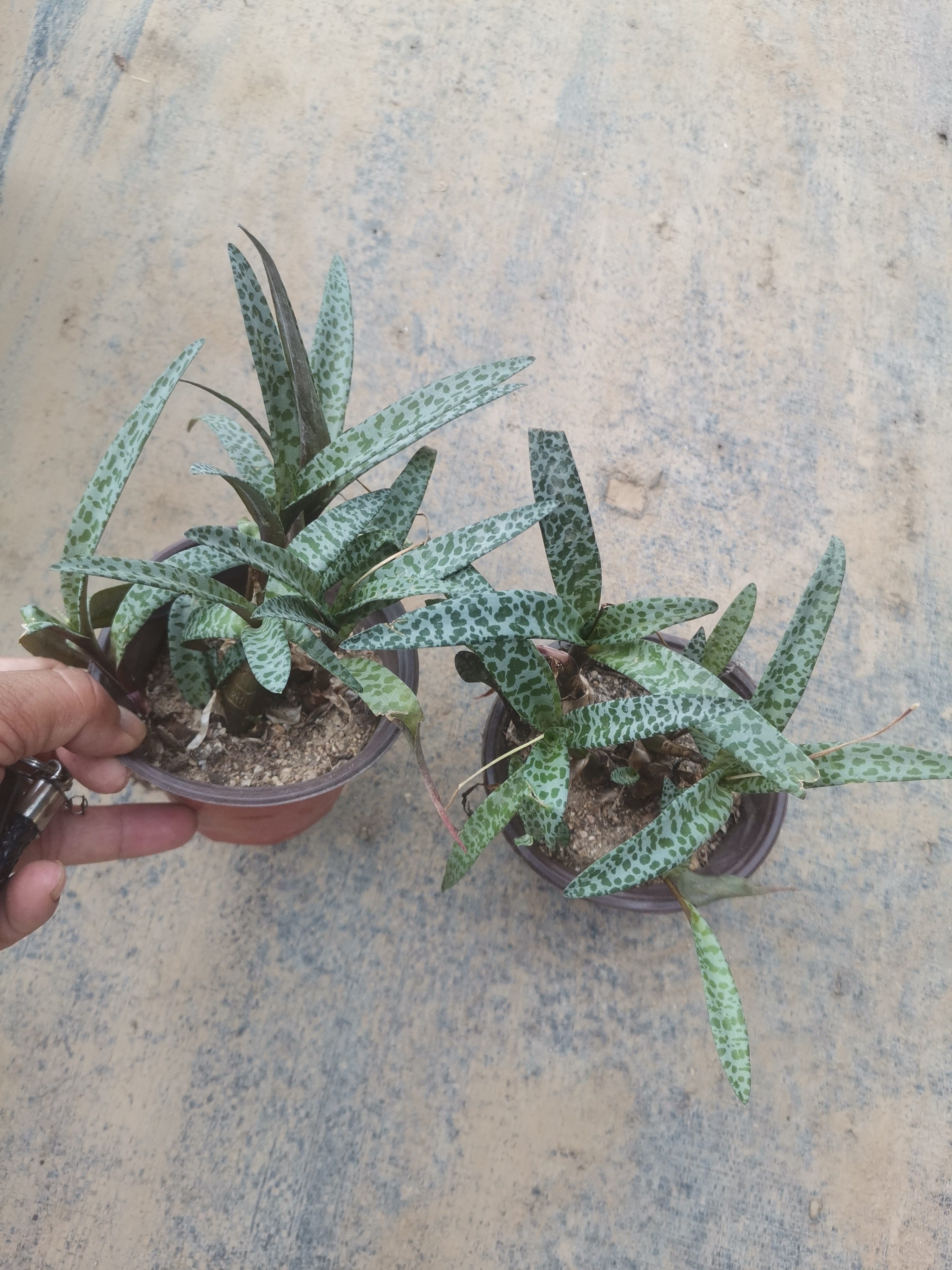 油点百合植物可爱多肉仙人球室内好养办公室群生绿植盆栽新奇植物