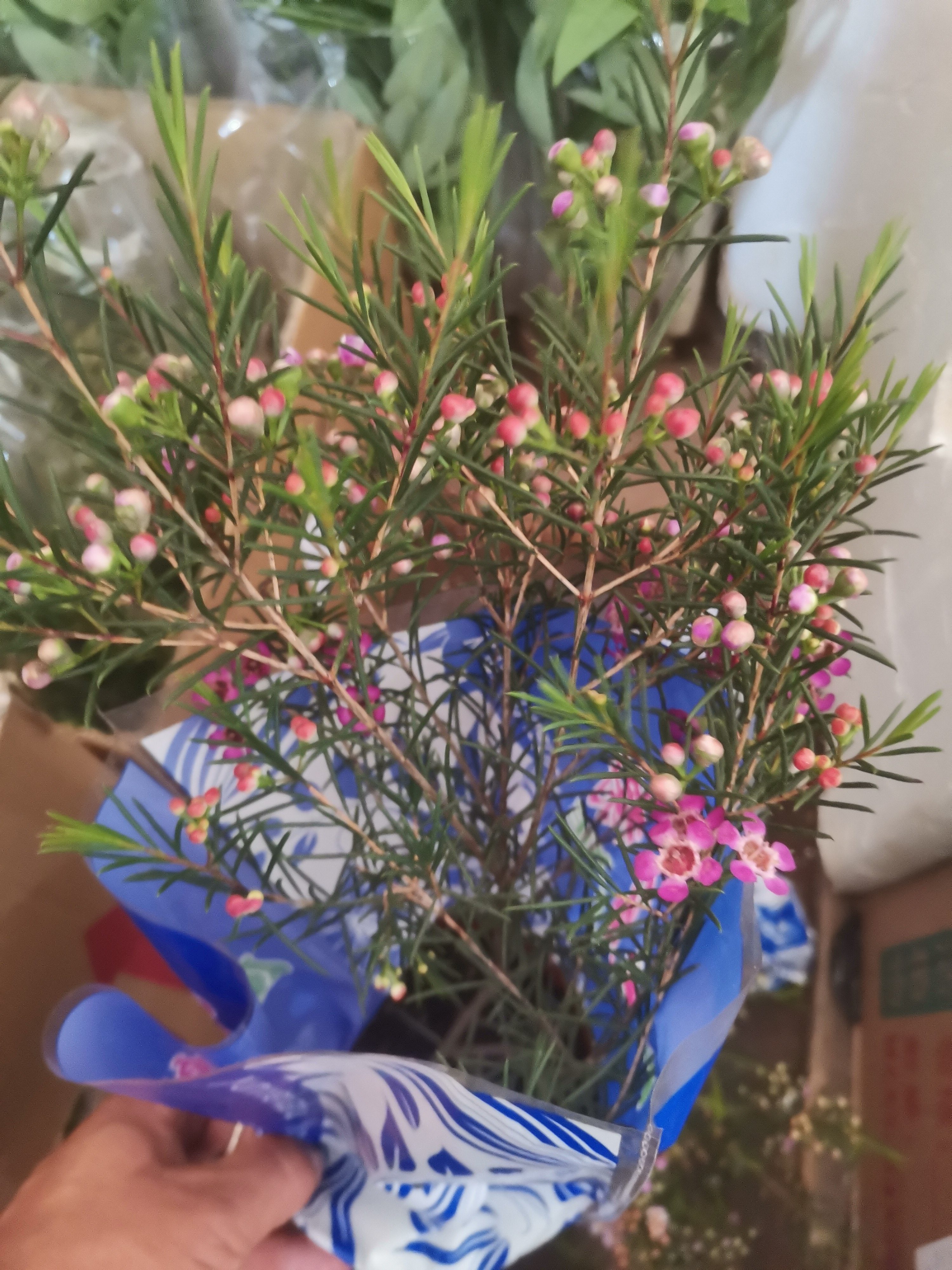 腊梅盆栽 家庭养花阳台庭院楼顶蜡梅冬春花卉粉白色年宵花卉耐寒