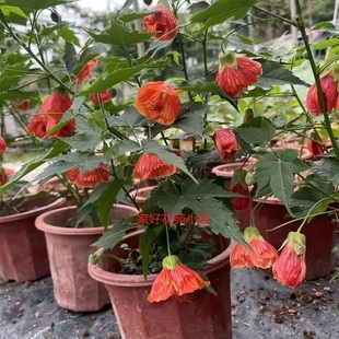 灯笼花木本倒挂金钟盆栽地栽金铃花纹瓣悬铃花树苗阳台庭院垂吊花