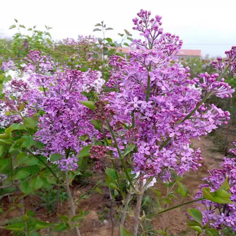 浓香型紫丁香盆栽苗四季开花庭院阳台花卉植物耐寒耐热好养易活