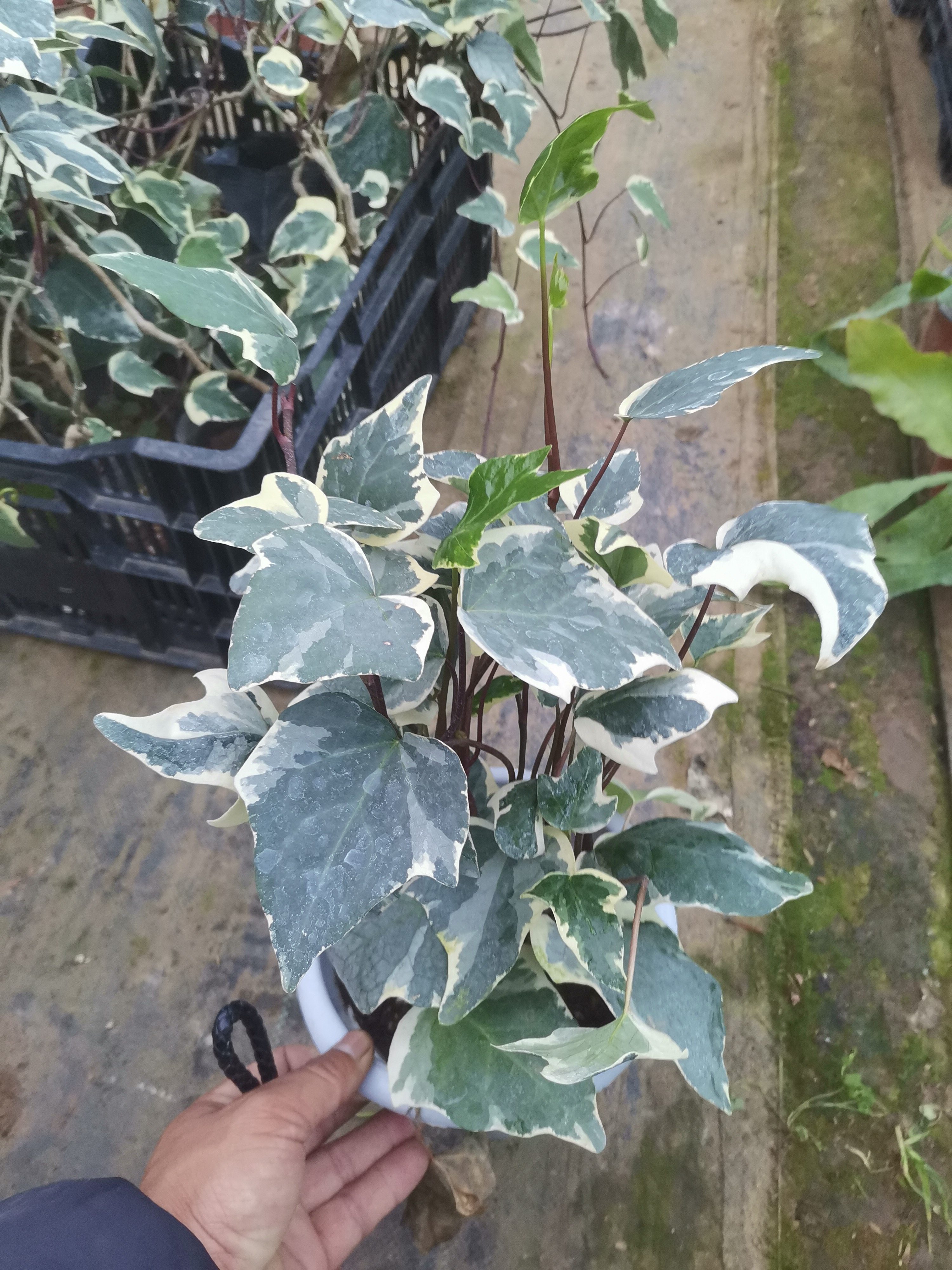 大叶花叶蔓美国大白大叶中华常春藤绿植室内网红大叶银边常春藤