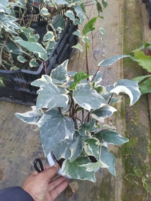 大叶花叶蔓美国大白大叶中华常春藤绿植网红大叶银边常春藤大白鹅