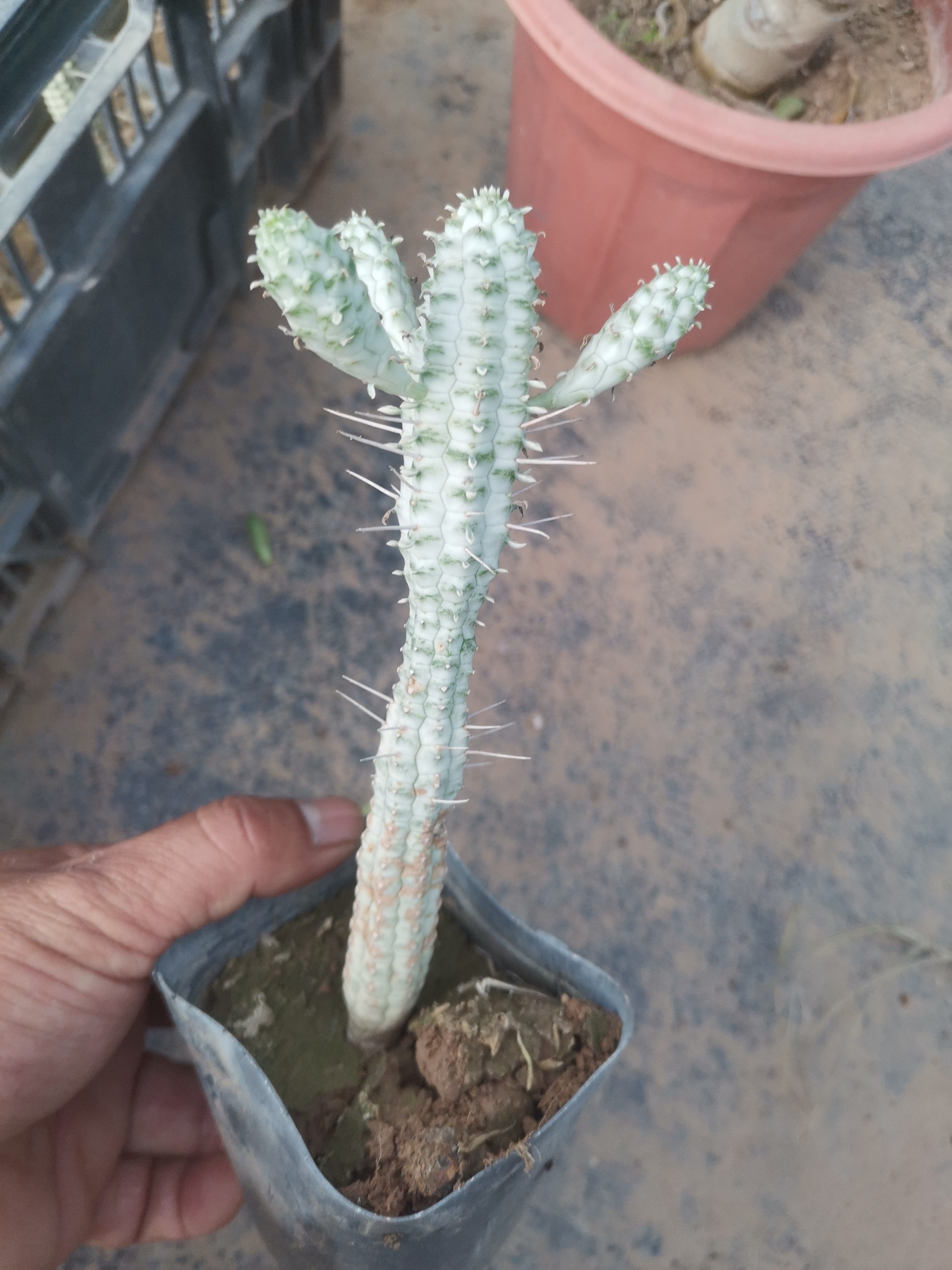 稀有仙人球白桦麒麟大戟科非将军阁狼牙棒多肉植物室内防辐射盆栽