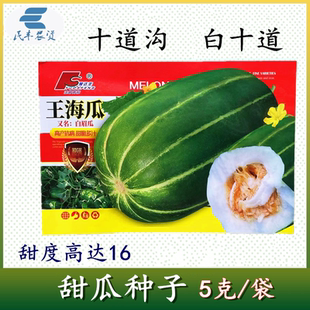 包邮王海瓜甜瓜种子5g老品种十道沟十道梨甜瓜礼品瓜 早熟 豫达丰