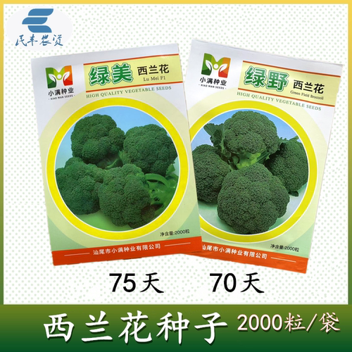 西兰花种籽 绿美绿野细米粒中熟青花菜种子春秋种植绿菜花种子