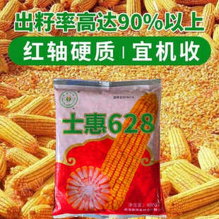 士惠628大田玉米种子 红轴大棒抗旱高产抗病 国审玉米棒子种籽