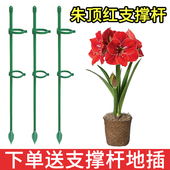 朱顶红番茄绣球龟背固定杆爬藤园艺花架花支撑架植物防倒伏支撑杆