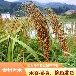 黎平香禾糯米稻谷稻穗带壳带杆发货从江禾米农家真稻谷装饰摆件