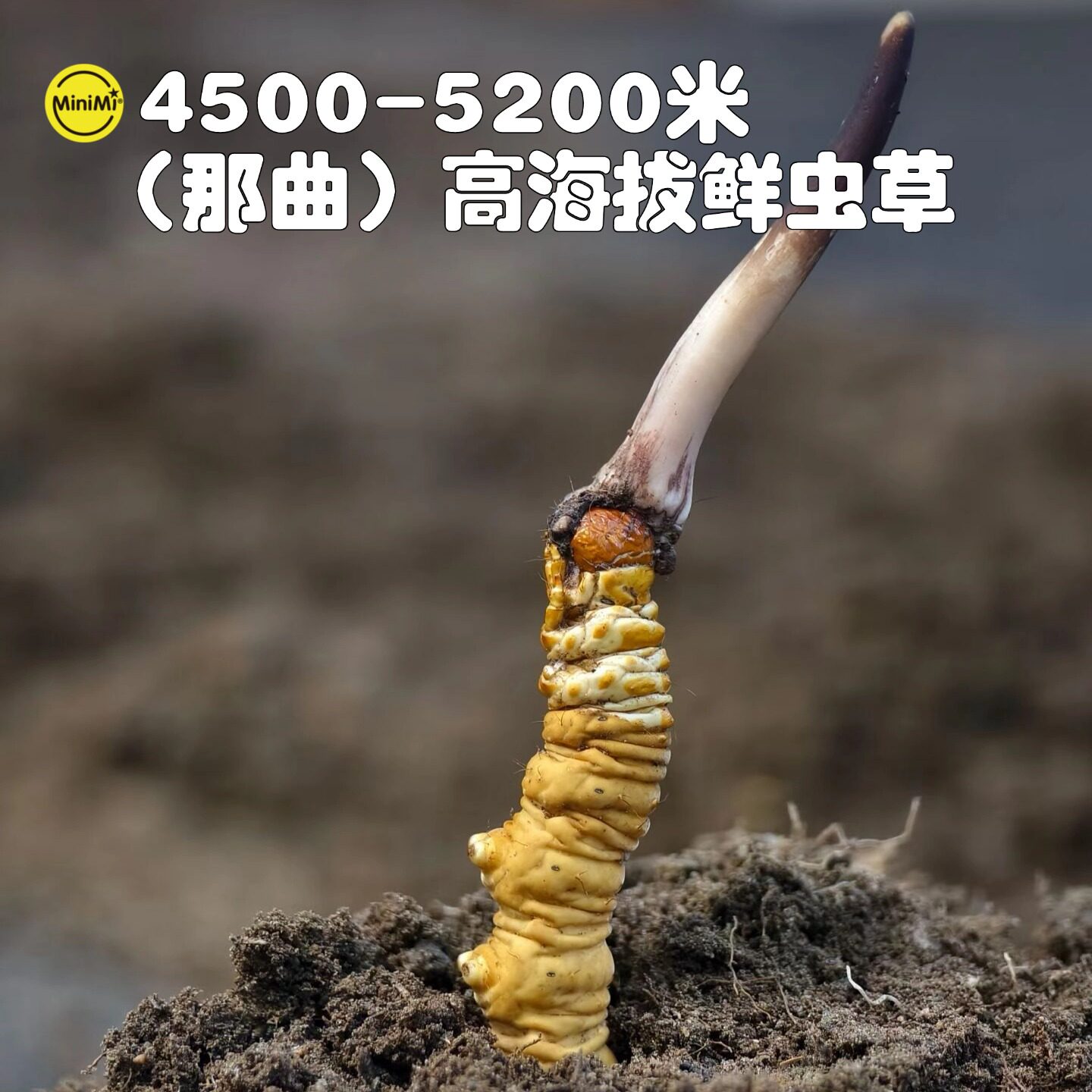 2026头期新鲜冬虫夏草高海拔那曲鲜虫草产地直发顺丰冷链批发礼盒