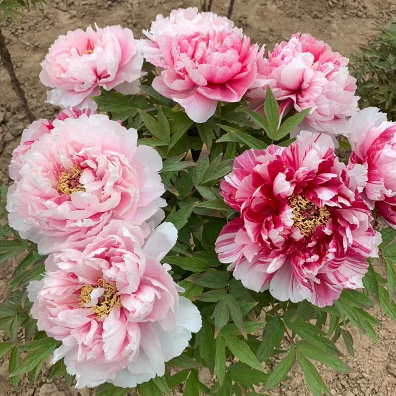 岛锦牡丹 进口品种 菏泽牡丹花苗花卉地栽四季洛阳