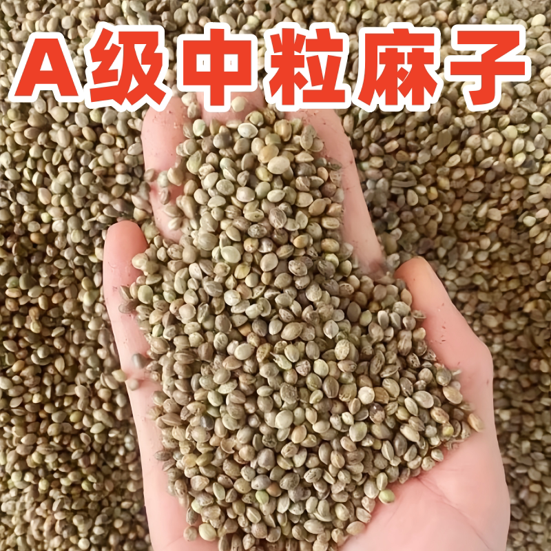 火麻子鹦鹉鸟粮纸壳麻子小太阳牡丹玄凤奖励零食甘肃特产鸽粮鸟食