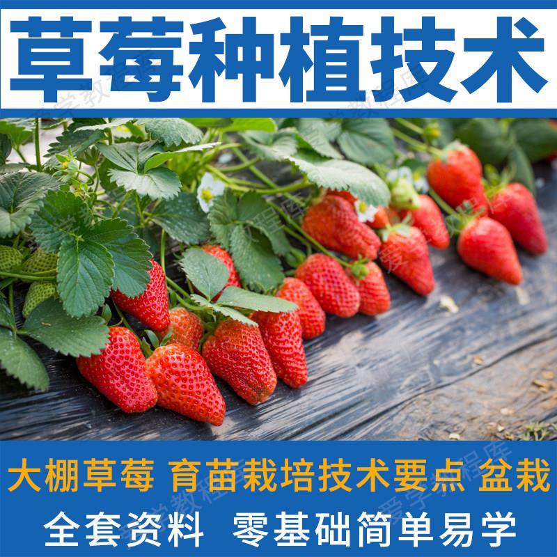 草莓种植技术全套视频教程科学培训方法经验大棚栽培种植管理技术