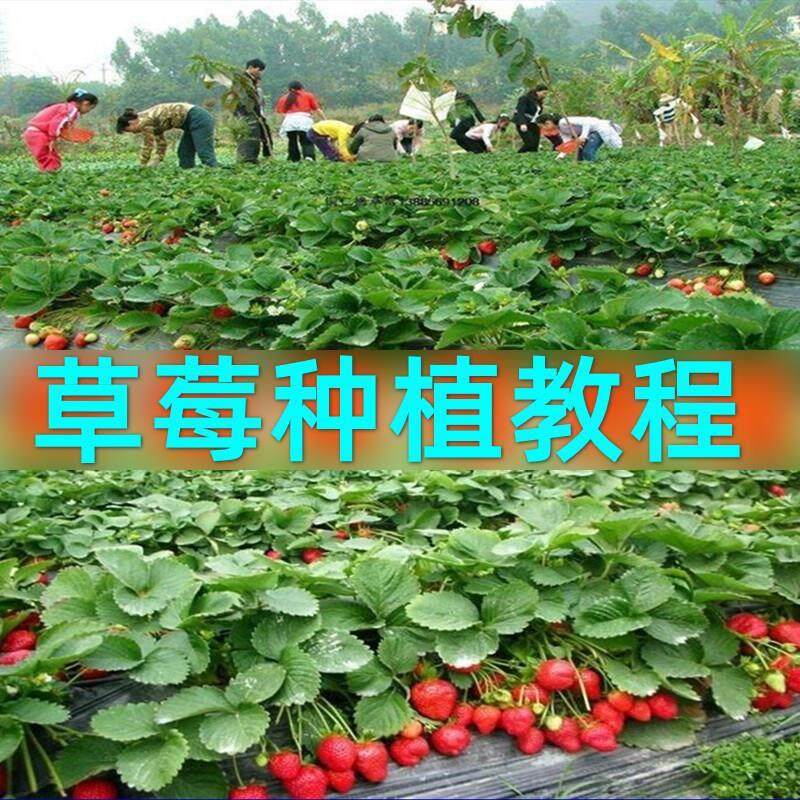 草莓种植技术全套视频教程科学培训方法经验大棚栽培种植管理技术