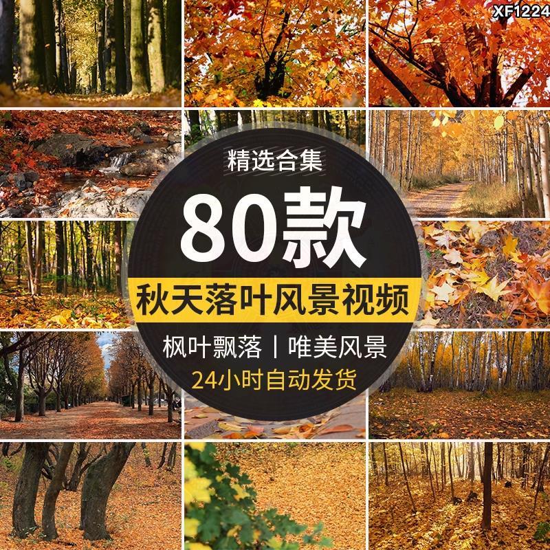 秋天枯叶红枫叶森林树木秋风落叶唯美怀旧伤感凋零飘落短影片素材