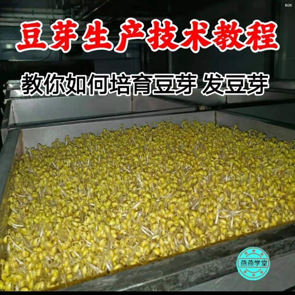发豆芽技术教程 豆芽的加工制作方法 怎么发豆芽视频资料教程