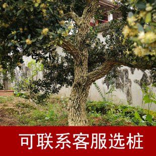 黄杨树小叶雀舌黄杨盆景庭院树造型独杆高杆景观树木别墅绿化树
