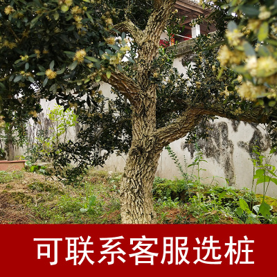 小叶庭院树造型高杆别墅雀舌黄杨