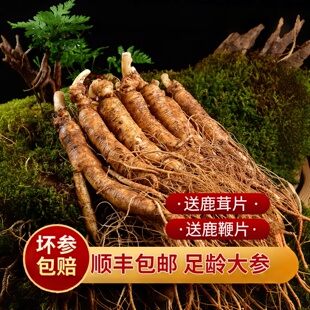 长白山鲜人参东北新鲜带土人参一斤装 现挖现发泡酒煲汤新鲜人参