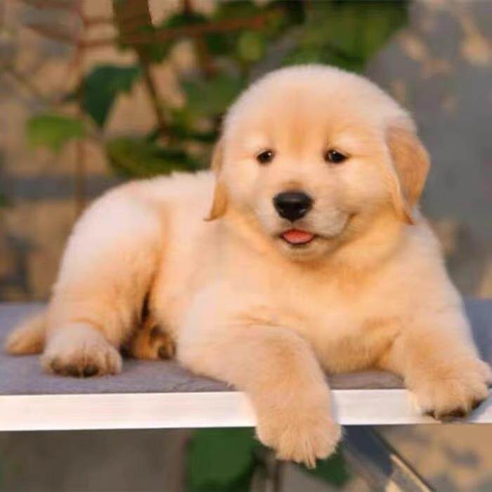 金毛犬幼犬大型犬金毛犬幼崽宠物活体纯种寻回犬(视频挑选)