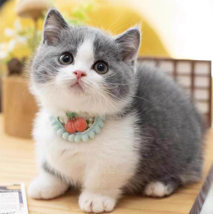 英短蓝白猫幼崽宠物英短蓝白猫小奶猫纯种高品质（视频挑选）