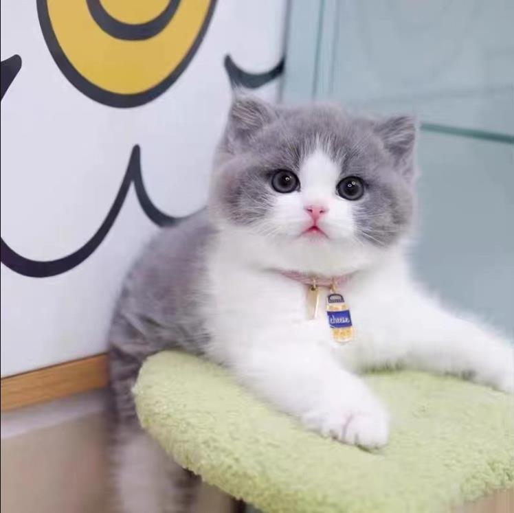 英短蓝白猫幼崽宠物英短蓝白猫小奶猫纯种高品质（视频挑选）