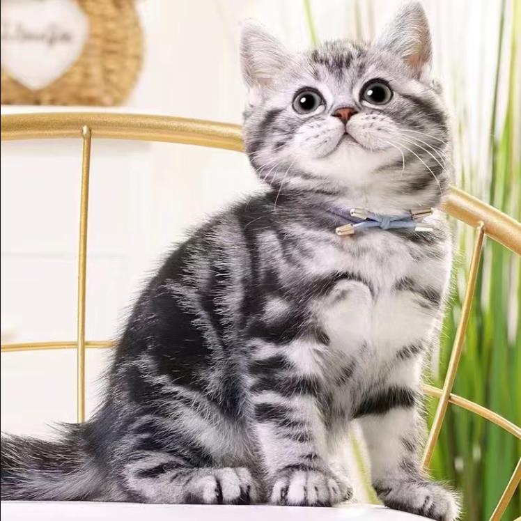 美短虎斑猫幼崽猫咪活体宠物美短虎斑纯种高品质（视频挑选）