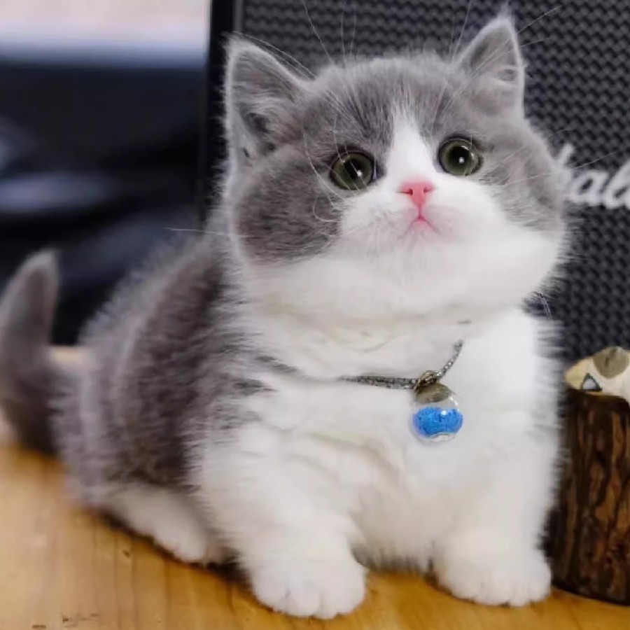 英短蓝白幼崽猫咪活体宠物小奶猫矮脚纯种长短毛猫（视频挑选）