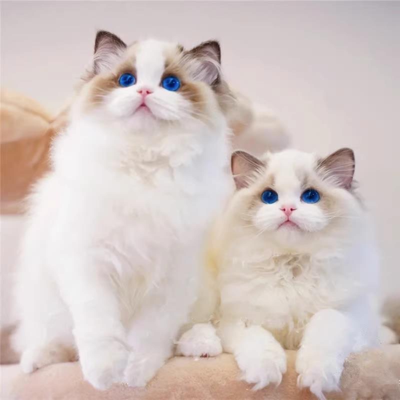 布偶猫幼崽猫咪活体宠物布偶猫小奶猫纯种高品质（视频挑选）