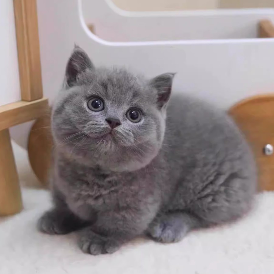 英短蓝猫幼崽猫咪活体宠物小奶猫矮脚纯种长短毛猫（视频挑选）